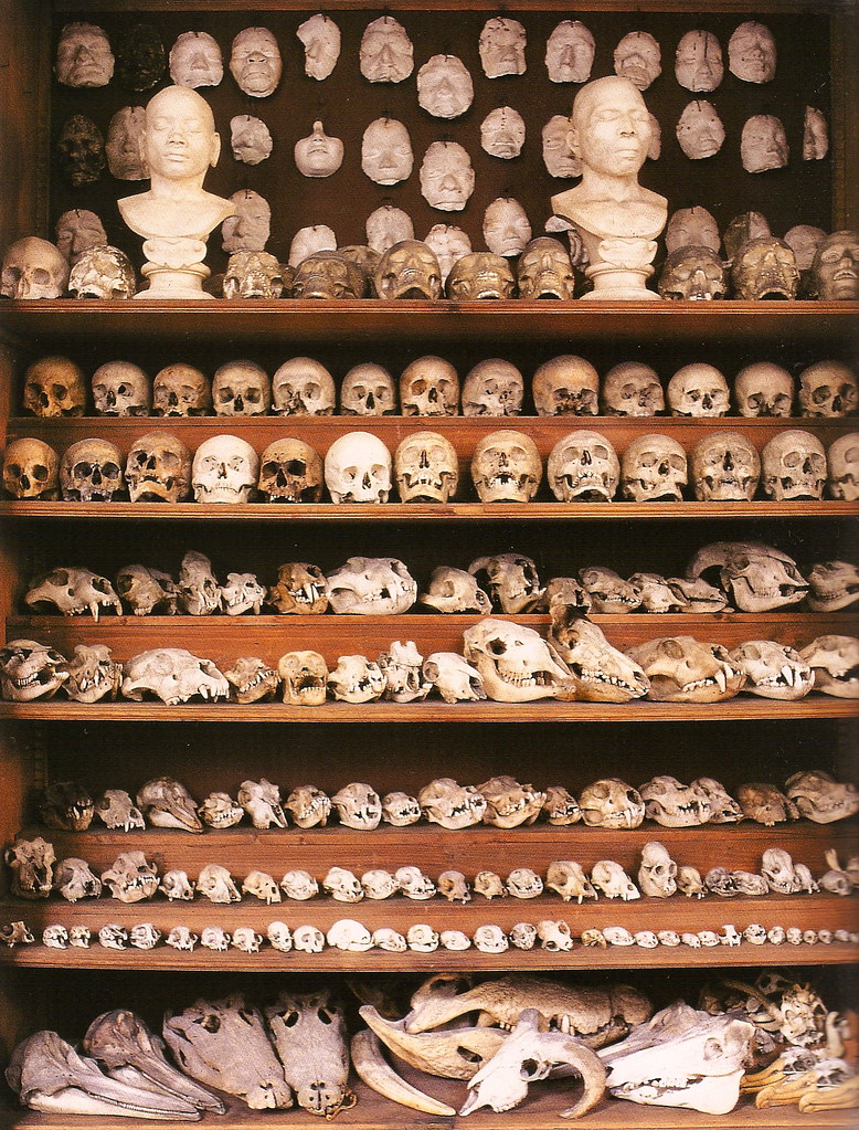 Skulls of humans and various animals from the Galerie Huguier. École des Beaux-Arts, Paris, 2008.