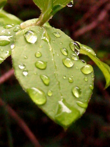 dew drops on leaf_3762