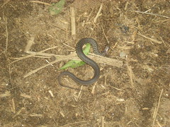  69 - Small Venomous Snake