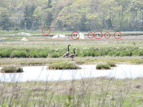 Cape Geese Birds Circled