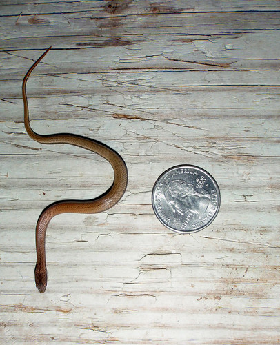tiny ground snake4