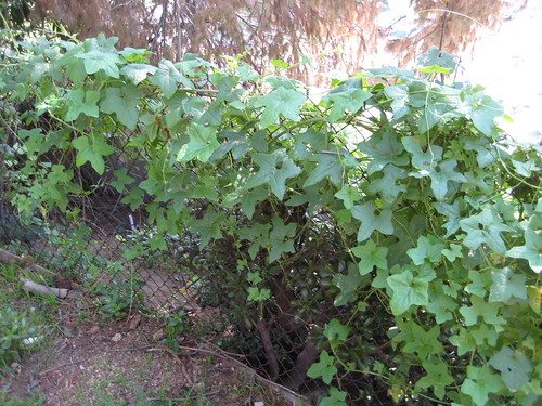 mystery vine