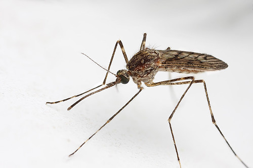 Mosquito #2