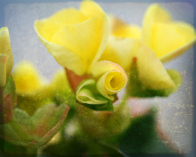 Yellow Begonia in texture