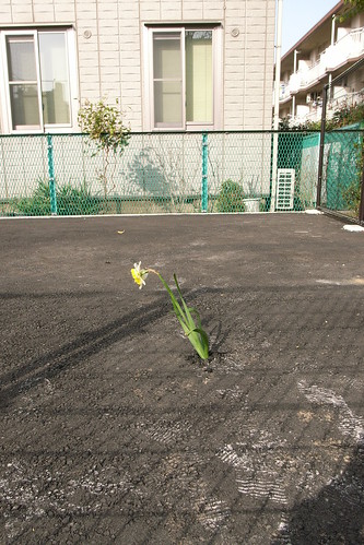 An asphalt flower 2