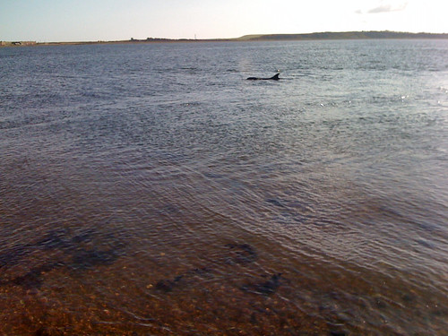 A day dolphin spotting at Fortrose