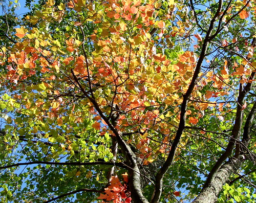 First Signs of Fall 2009