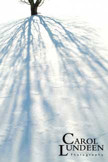 Tree Shadows, landscape photograph by Carol Lundeen