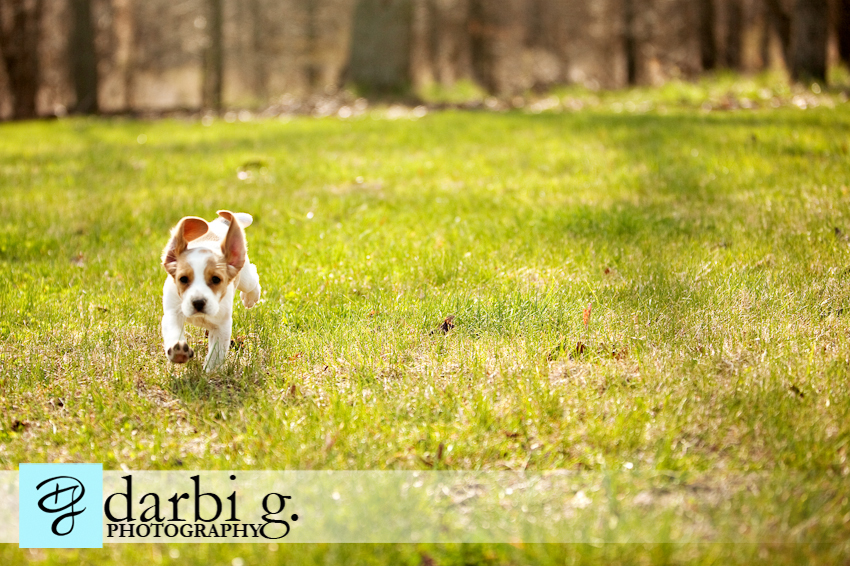 Darbi G photography-dog puppy photographer-_MG_9774-Edit