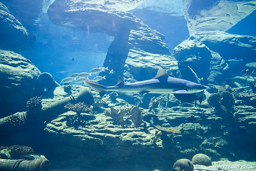 Shark uShaka Marine World