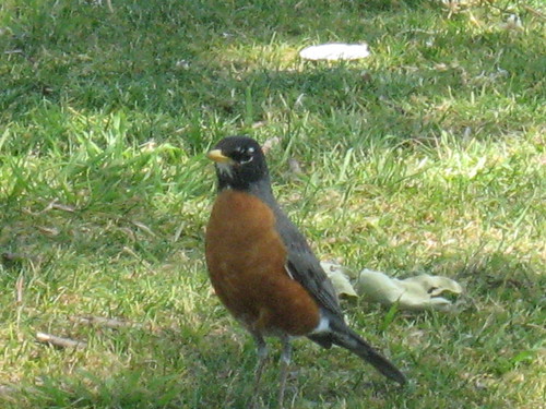 First Robin of Spring 2009