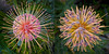Proteas Diptych