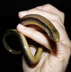 Glass snake