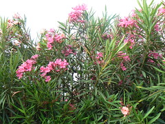 Pink oleander