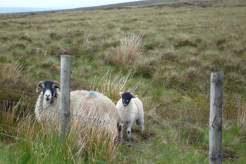 Sheep up on the high moor