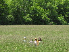 A walk in the meadow