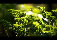 Enchanted Parsley Forest