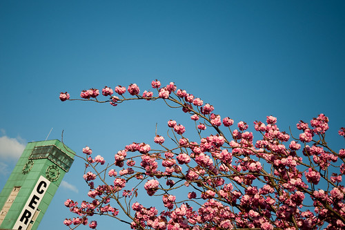 Cerisier à fleur du Japon 'Amanogawa'