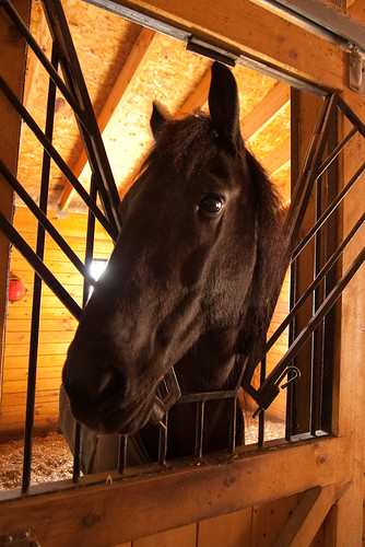 Levaland Farm stabled horse