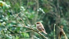 Stonechat and jungle