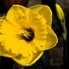 Daffodil Fresco