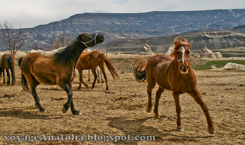 Cappadocia Horses by voyageAnatolia