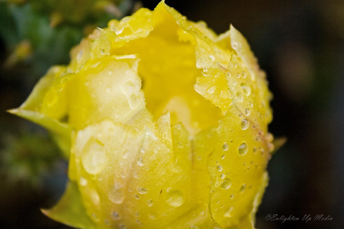 Yellow cactus flower 2