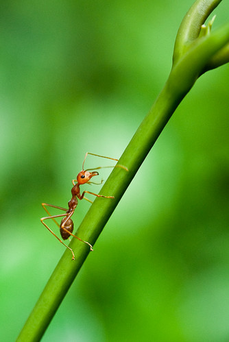 Lone Ant