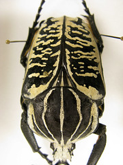 Gothic Beetle
