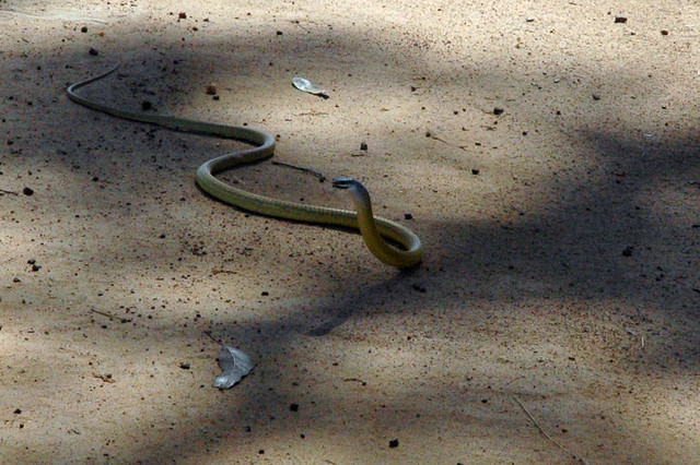 Hoop Snake
