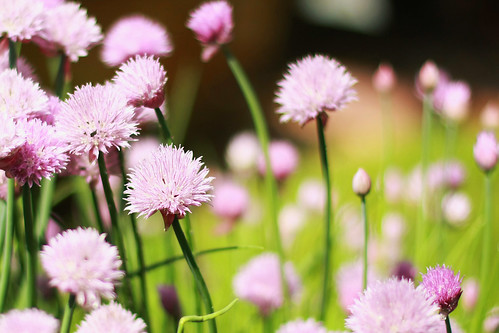 chives1