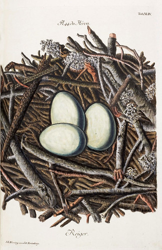 014-Nido de la Garza-Colección de nidos de aves 1772