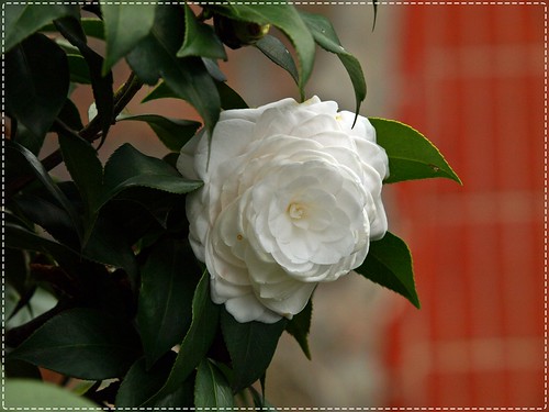 200903 天元宮 Camellia