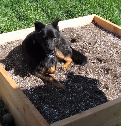 The Raised Bed is not A Dog Bed