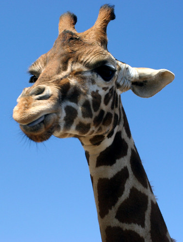 Giraffe Portrait 2