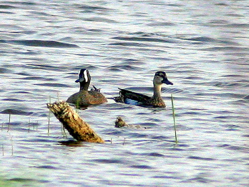 Blue-winged Teal Distant 20090328