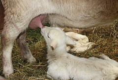 Lamb nursing