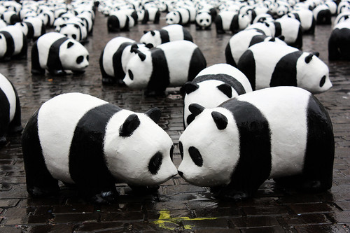 Panda kiss