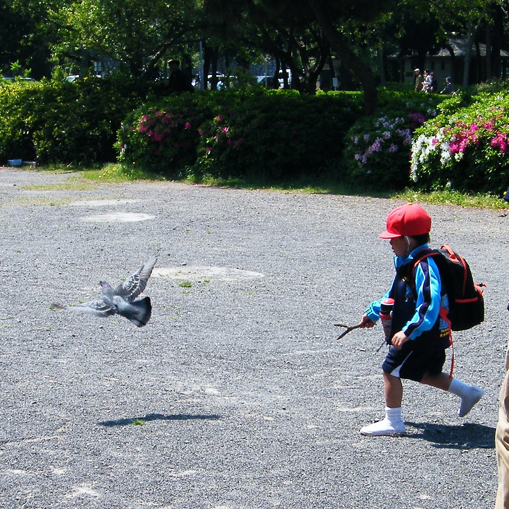 Chasing the pigeon