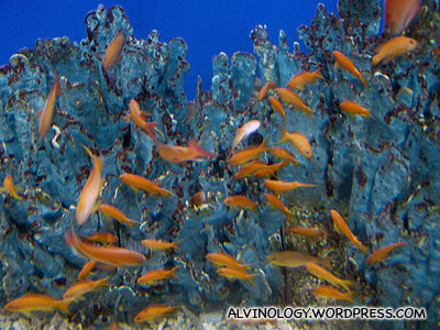 A school of orange fish