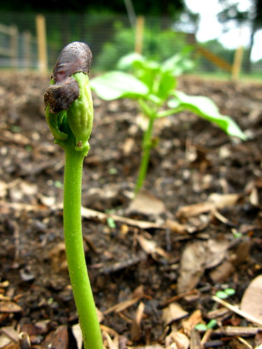 Beans are Up