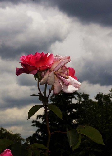 La Rosa mudable. Autor: Carlos Feal – Concurso de Relatos