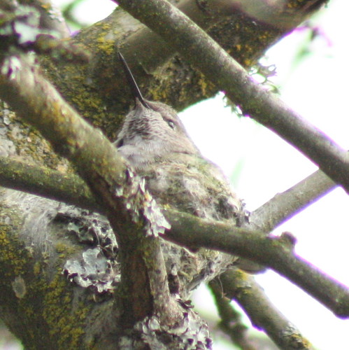 hummingbird_2009-03-09