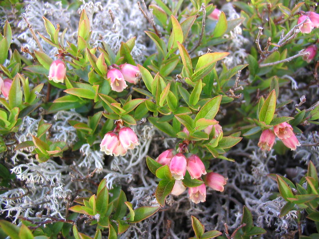 Vaccinium boreale (alpine blueberry) and Cladonia stygia (black-footed reindeer lichen)
