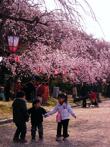 Di bawah pohon sakura