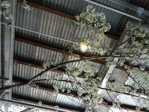cherry blossoms under scaffolding (2 of 2)
