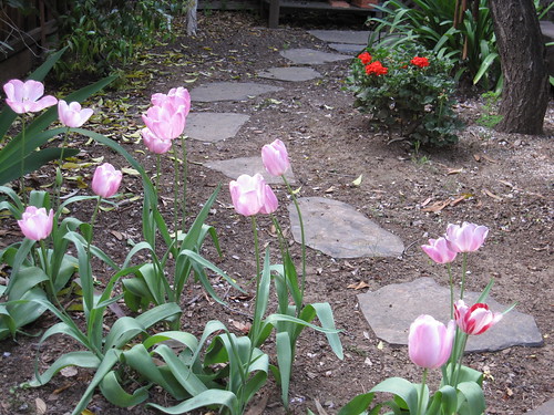 Tulips & geraniums