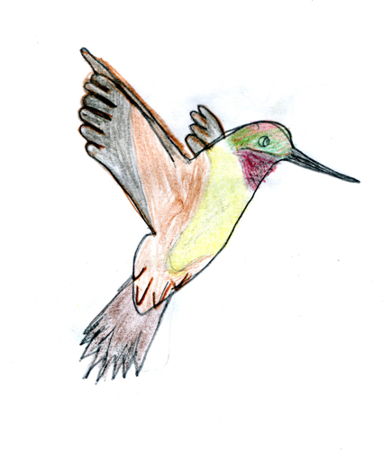 Rufous Hummingbird -- by Zippy age 9
