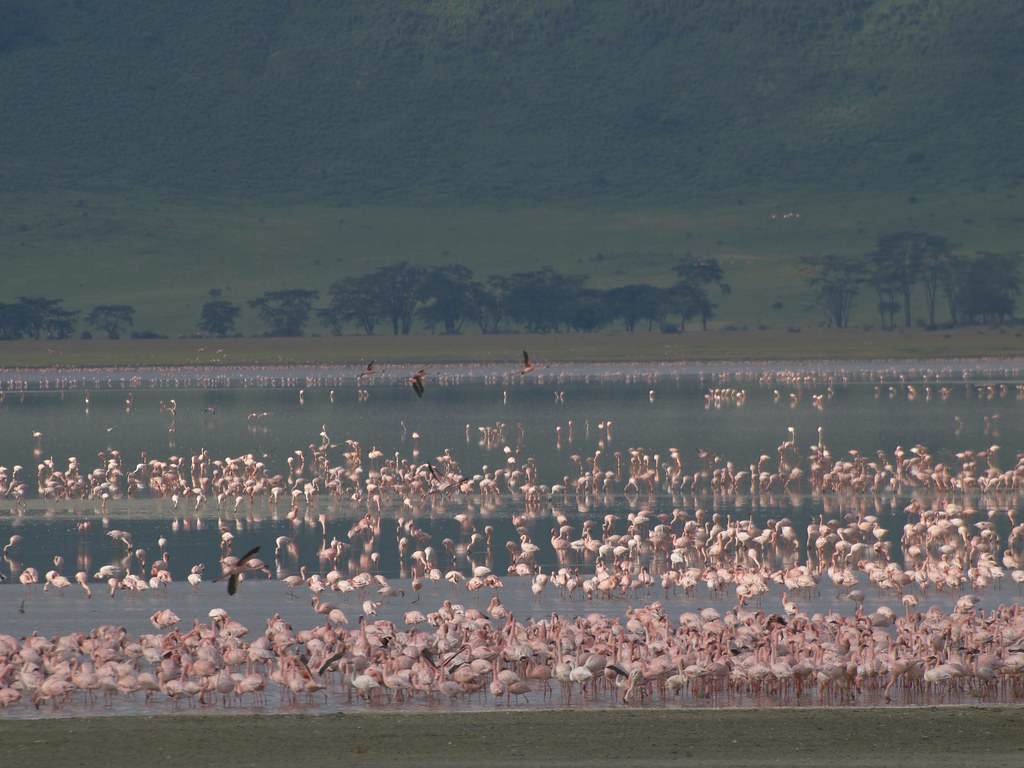 Septimo día - Ngorongoro - En busca de la gran migración (4)
