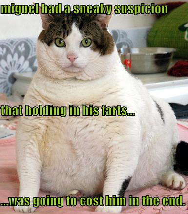 funny fat cat pictures. Funny Fat Cat